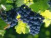 Виноград защищает от развития остеопороза
